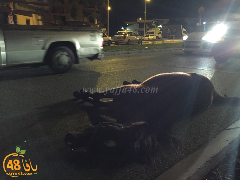 horse yeaffa (6).jpg